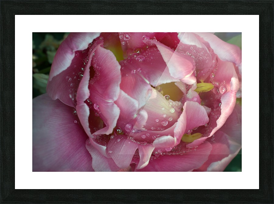 Tulip with drops Picture Frame print