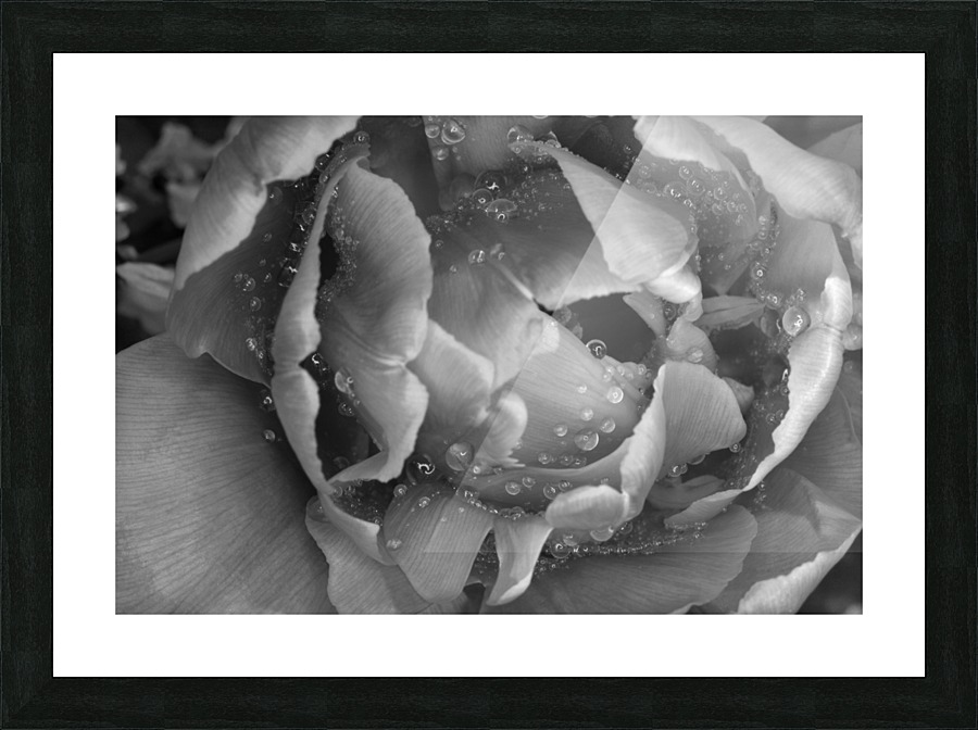 Tulip with raindrops Picture Frame print
