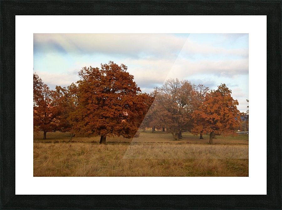 Oak trees Picture Frame print