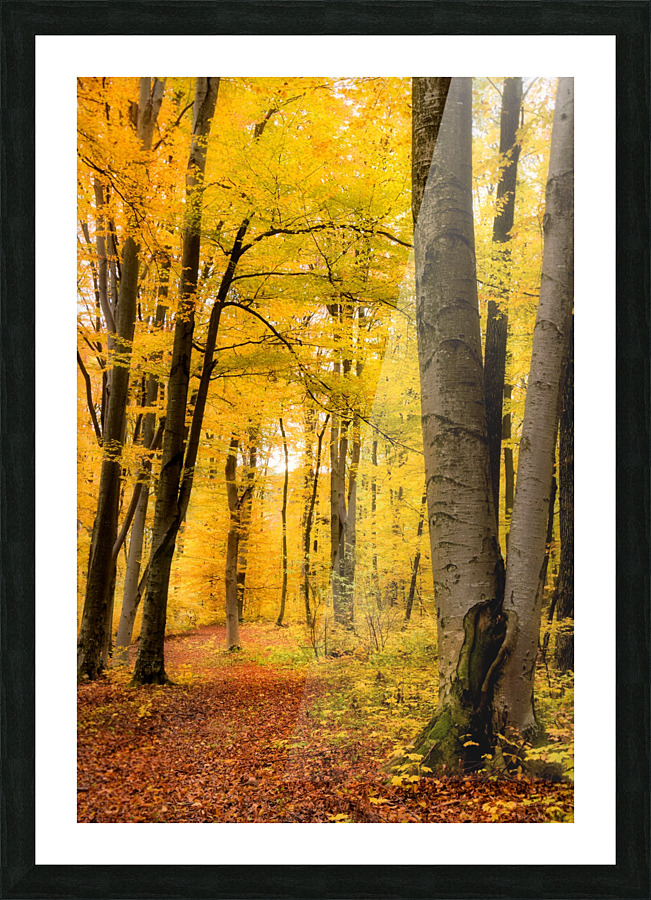 Beech forest Picture Frame print