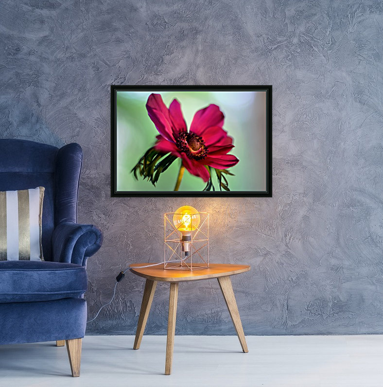 Pink Anemone Reproduction
