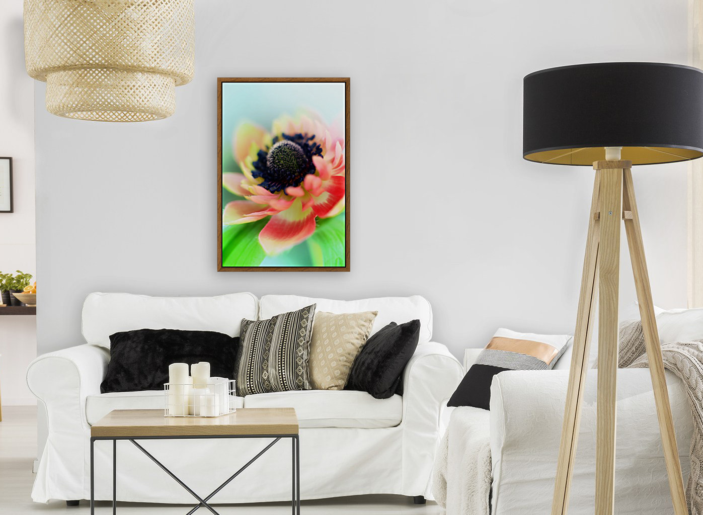 Anemone de Caen Reproduction