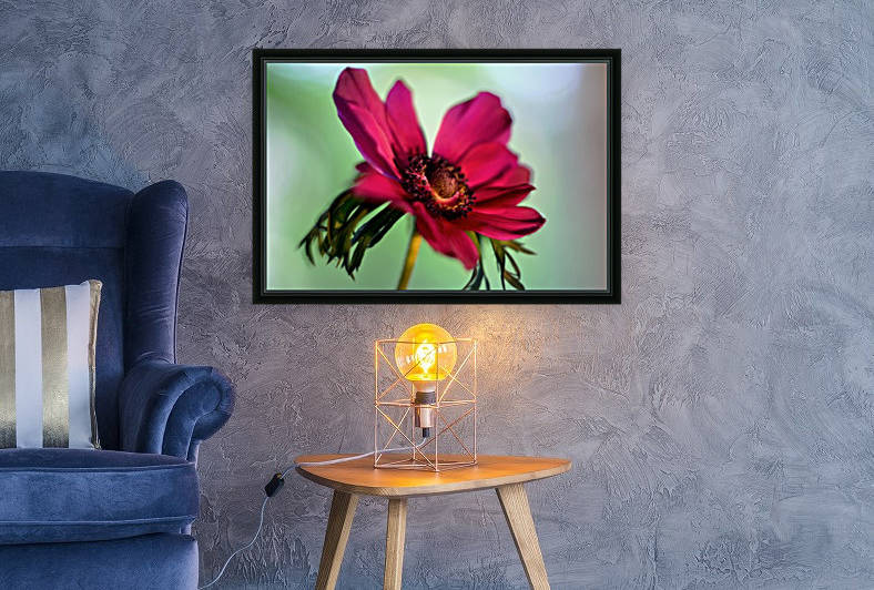 Pink Anemone by Camelia C