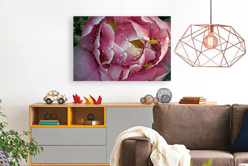 Tulip with drops by Camelia C