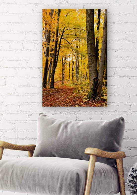 Beech forest by Camelia C