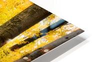 Beech forest HD Metal print