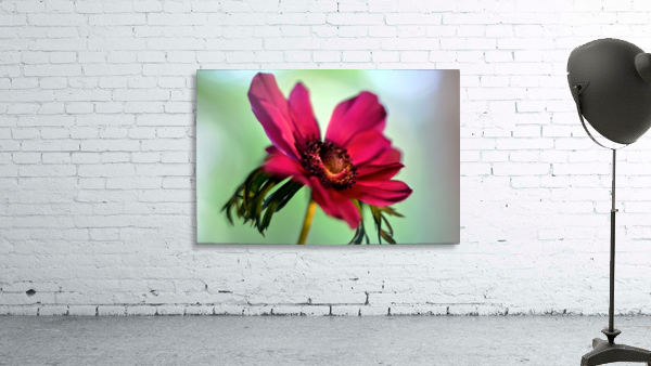 Pink Anemone Wall Preview