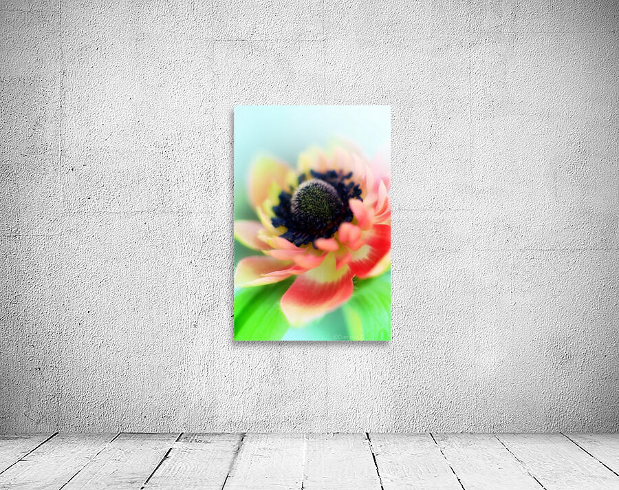 Anemone de Caen Wall Preview
