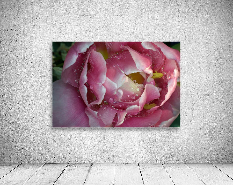 Tulip with drops Wall Preview