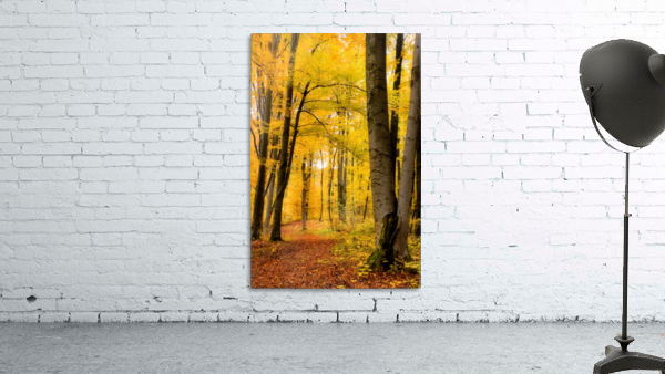 Beech forest Wall Preview