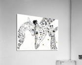 Giraffe Family  Acrylic Print