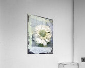 Anemoon Behind Acrylic Print