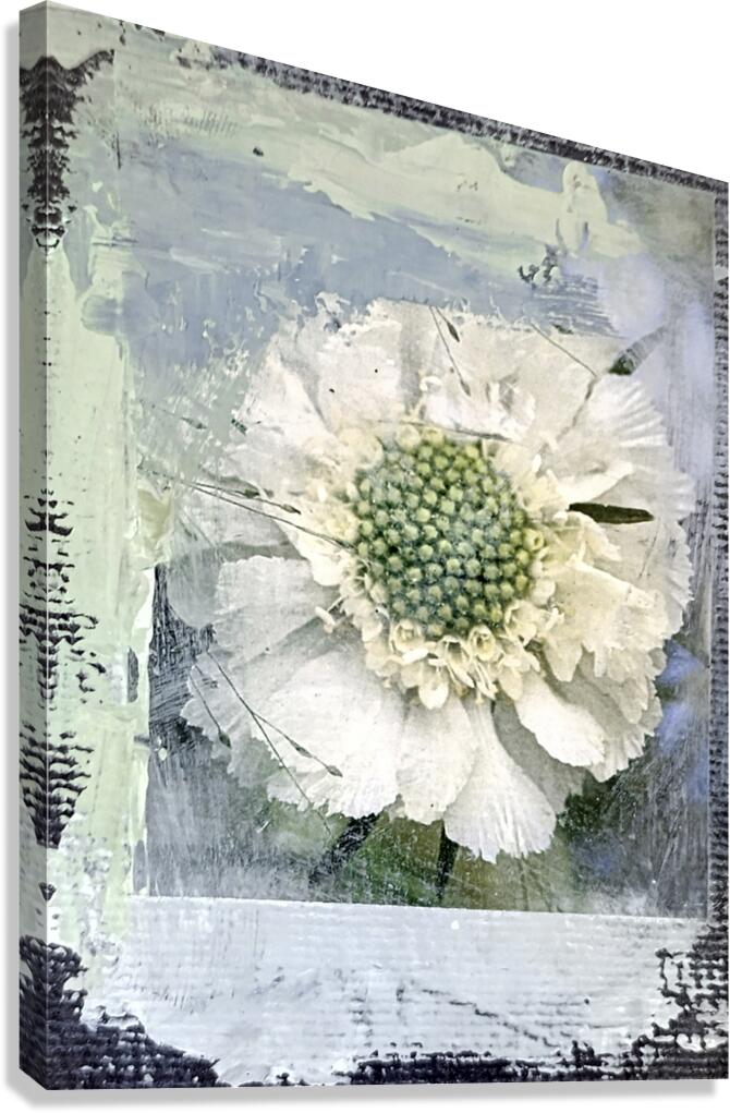 Anemoon Behind Canvas Print