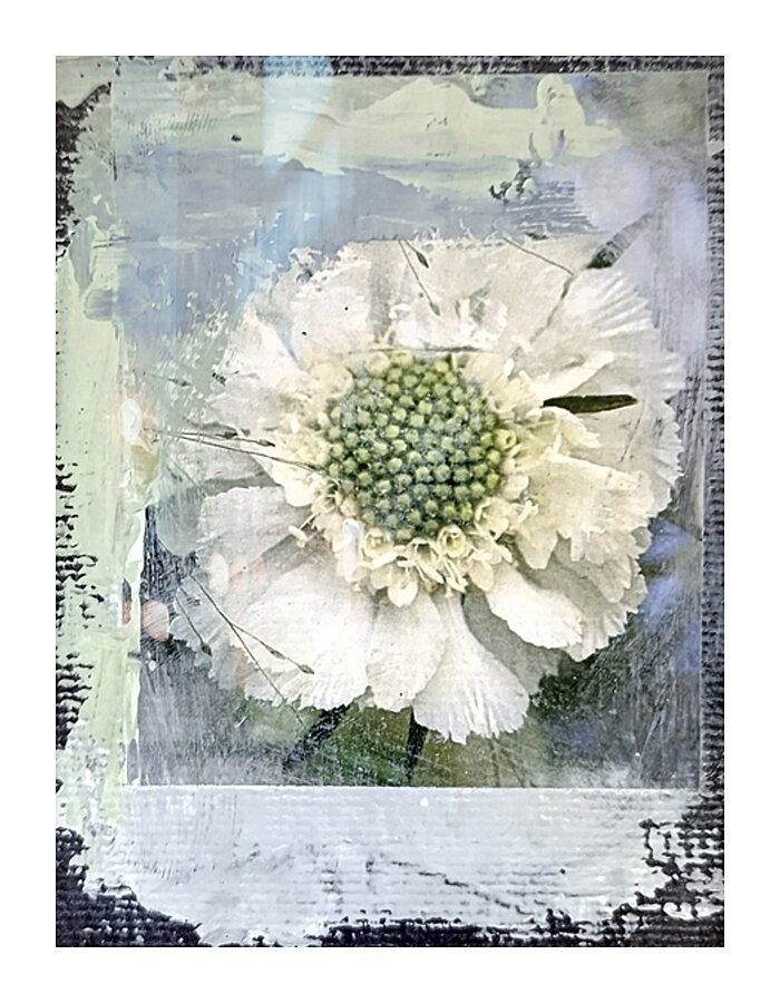 Anemoon Behind Picture Frame print