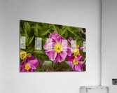Pink Peonies Acrylic Print