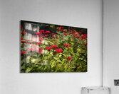 Scarlet Bee Balm Acrylic Print