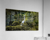 Great Egret Acrylic Print
