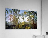 Jerusalem Artichoke  Acrylic Print