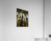 Eastern White Pine Acrylic Print