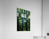 Summer Haze Acrylic Print