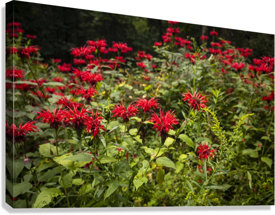 Scarlet Bee Balm Canvas Print