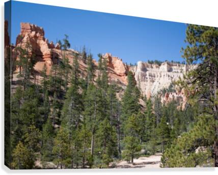Looking Up From Bryce Canyon Canvas Print