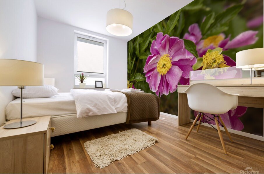 Pink Peonies Mural print