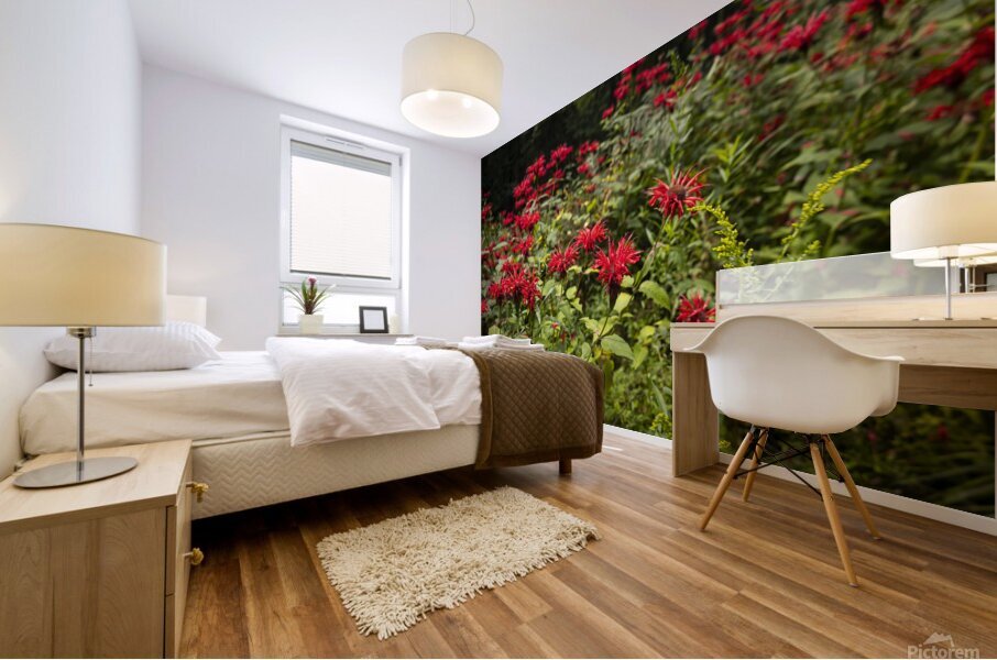 Scarlet Bee Balm Mural print