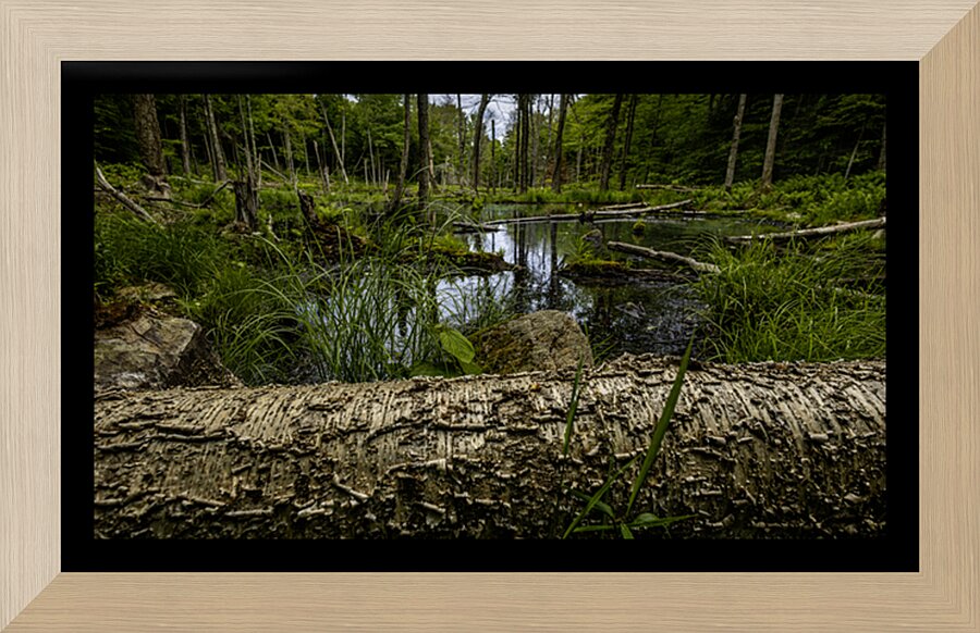 Beaver Pond Picture Frame print