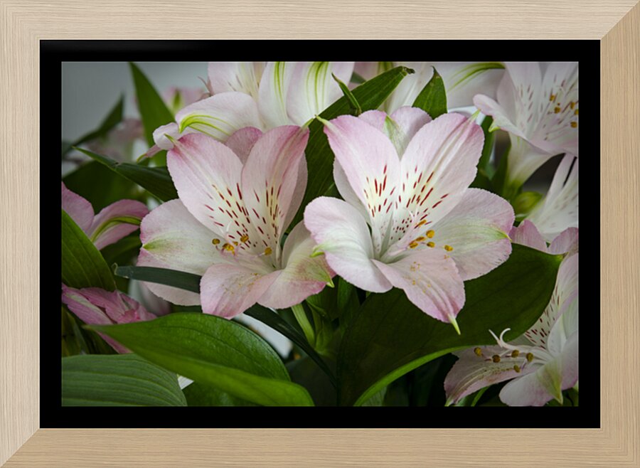 Peruvian Lily Picture Frame print