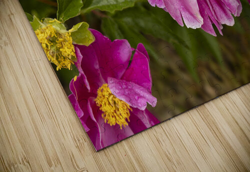 Pink Peonies Five14Photography puzzle