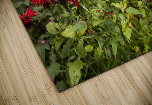 Scarlet Bee Balm Five14Photography puzzle