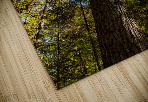 Eastern White Pine Five14Photography puzzle