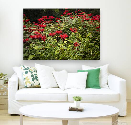 Scarlet Bee Balm Reproduction