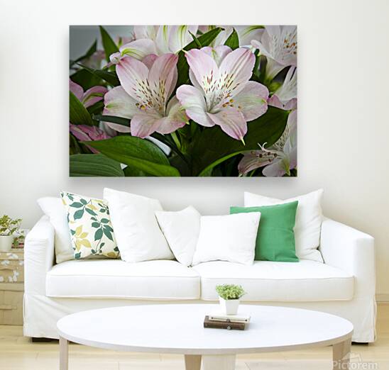 Peruvian Lily Reproduction