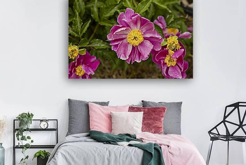 Pink Peonies by Five14Photography