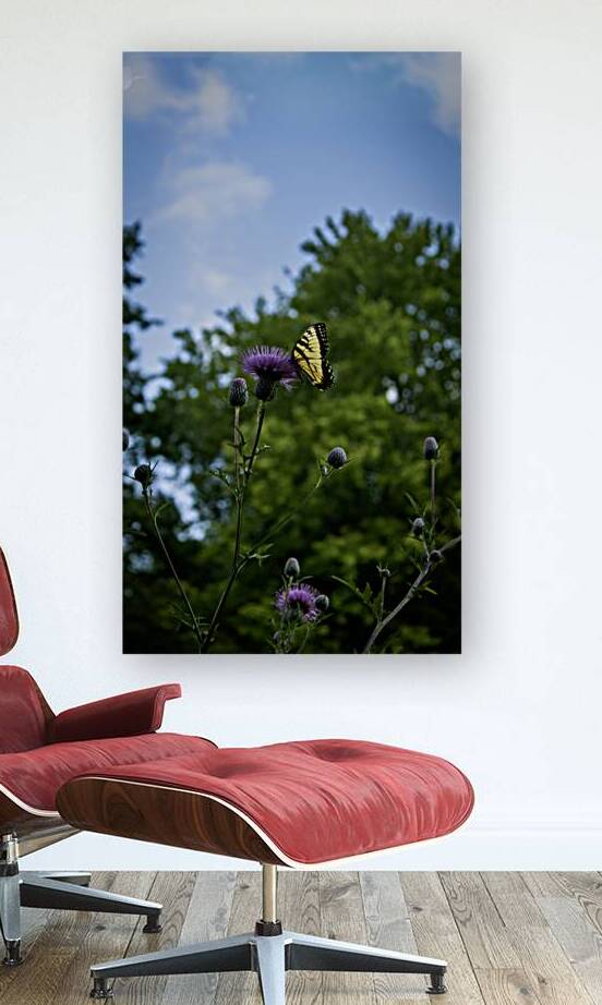 Eastern Tiger Swallowtail by Five14Photography