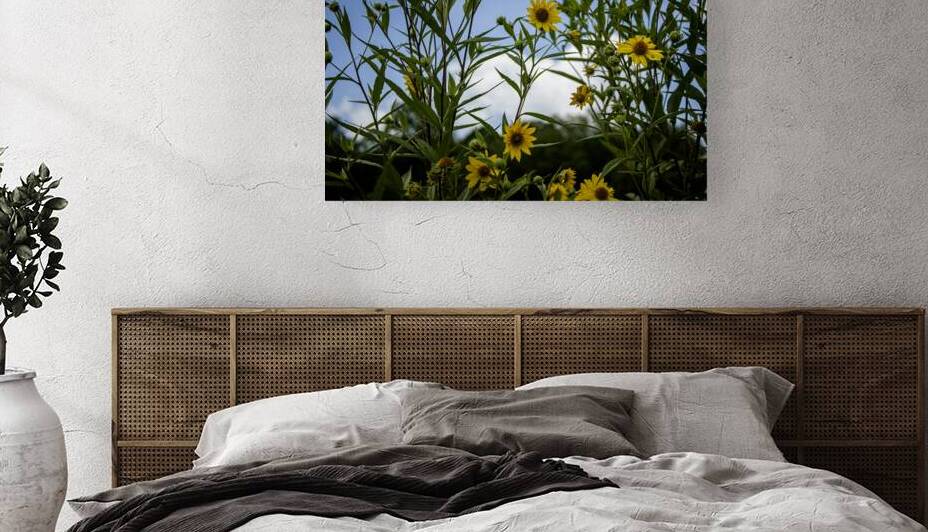 Jerusalem Artichoke  by Five14Photography