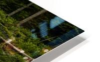 Beaver Pond HD Metal print
