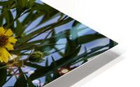 Jerusalem Artichoke  HD Metal print