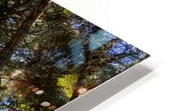 Eastern White Pine HD Metal print