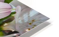 Peruvian Lily HD Metal print
