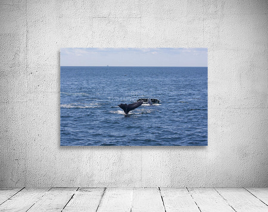 Whale Watching Wall Preview