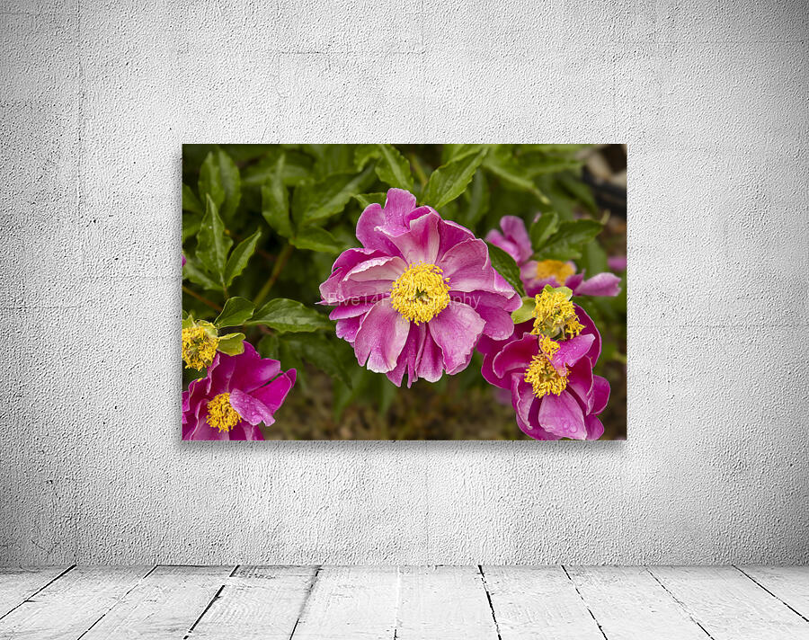 Pink Peonies Wall Preview