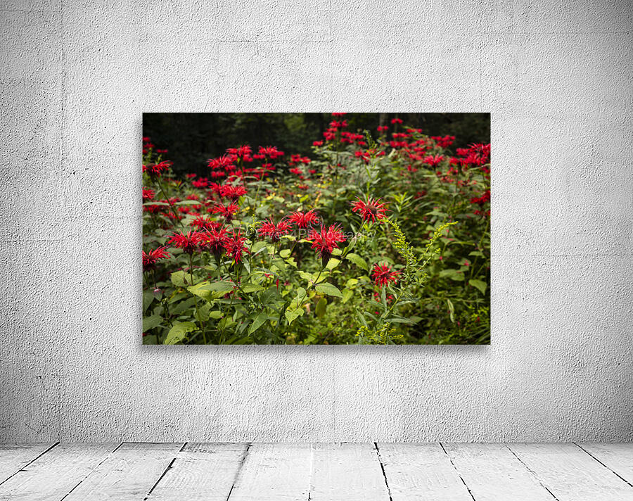 Scarlet Bee Balm Wall Preview