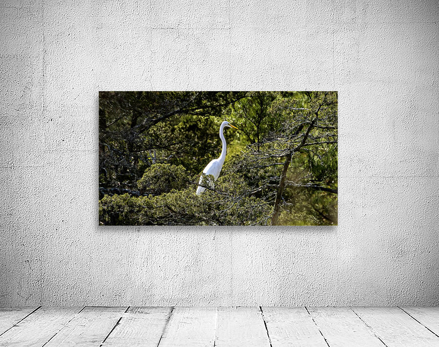 Great Egret Wall Preview