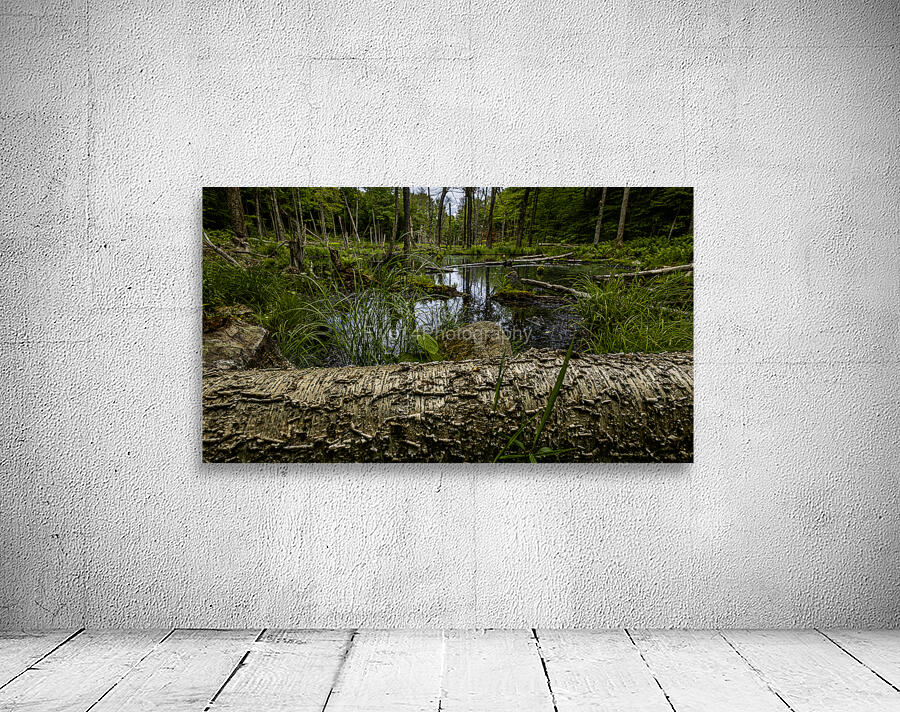 Beaver Pond Wall Preview
