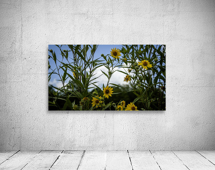 Jerusalem Artichoke  Wall Preview