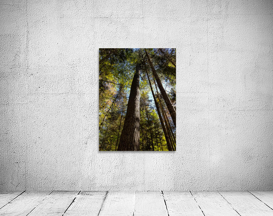 Eastern White Pine Wall Preview