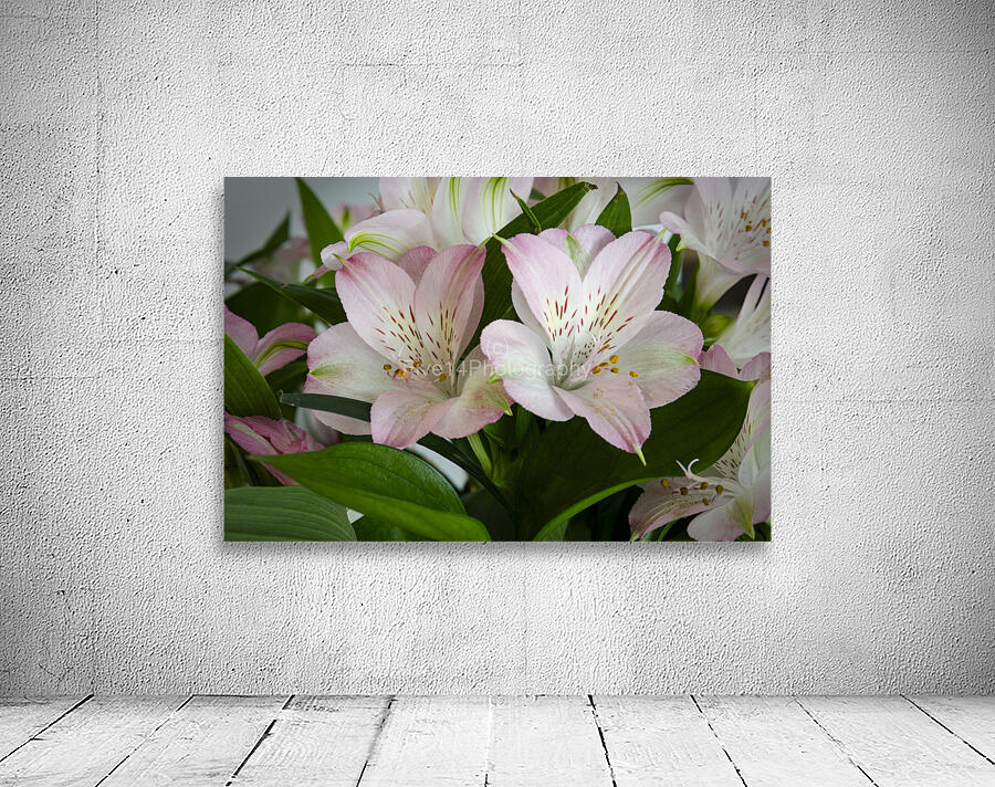 Peruvian Lily Wall Preview